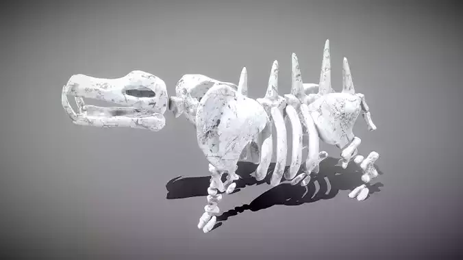 Hippo Skeleton Low-poly 3D model