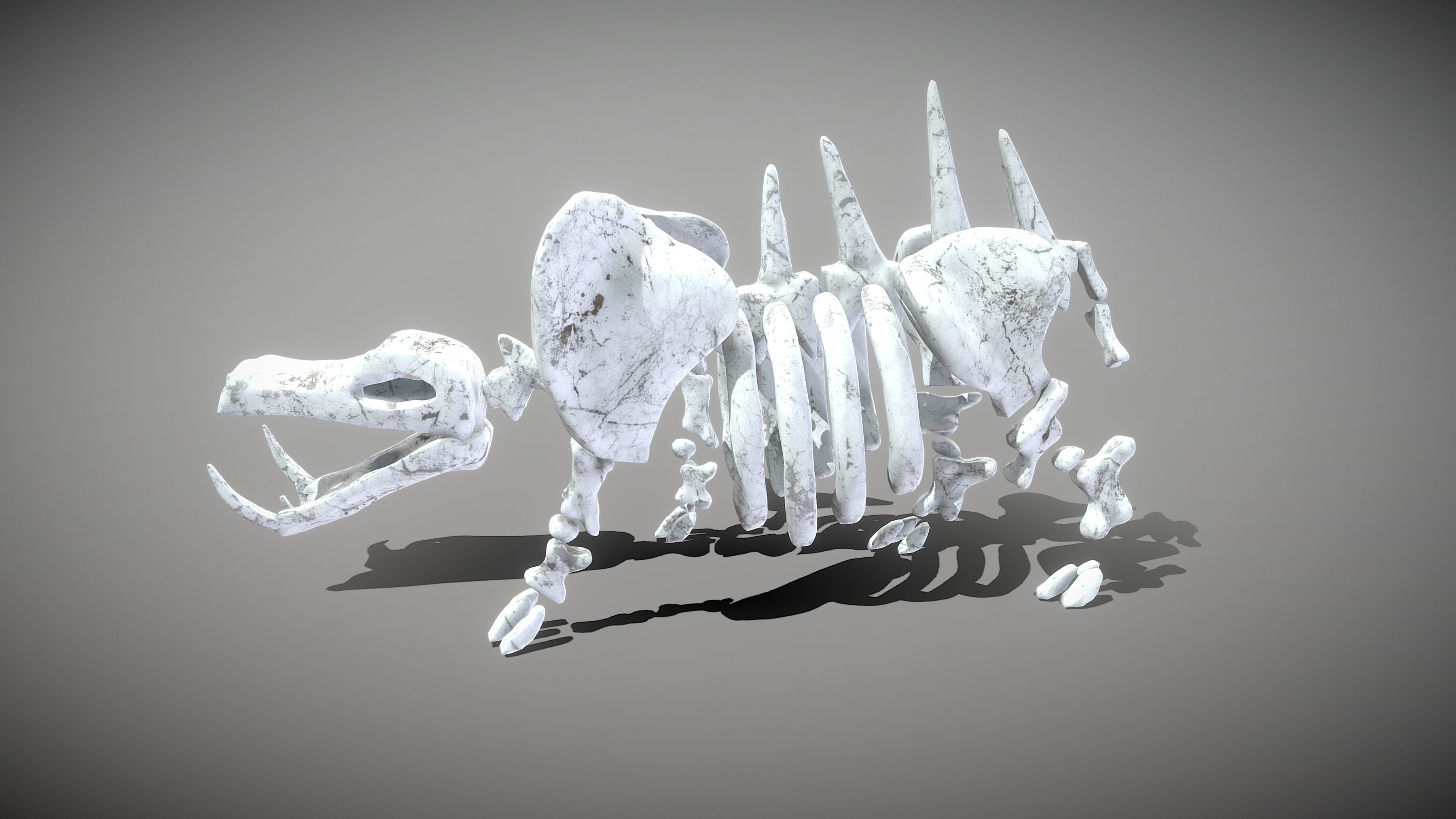 Hippo Skeleton Low-poly 3D model_11