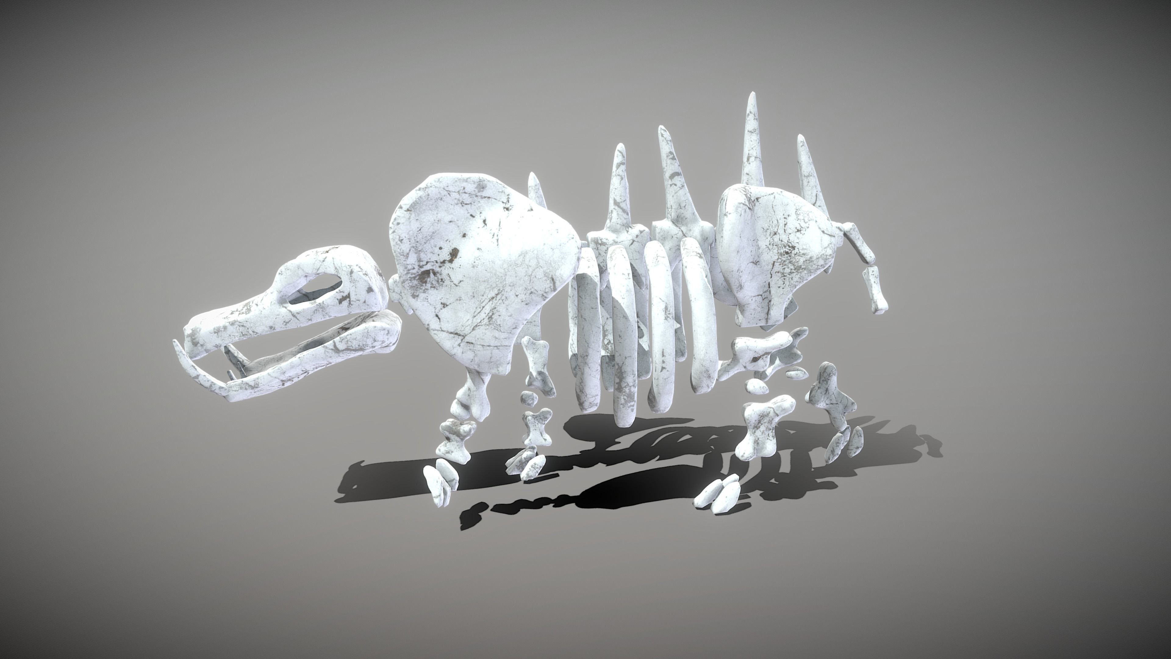 Hippo Skeleton Low-poly 3D model_7