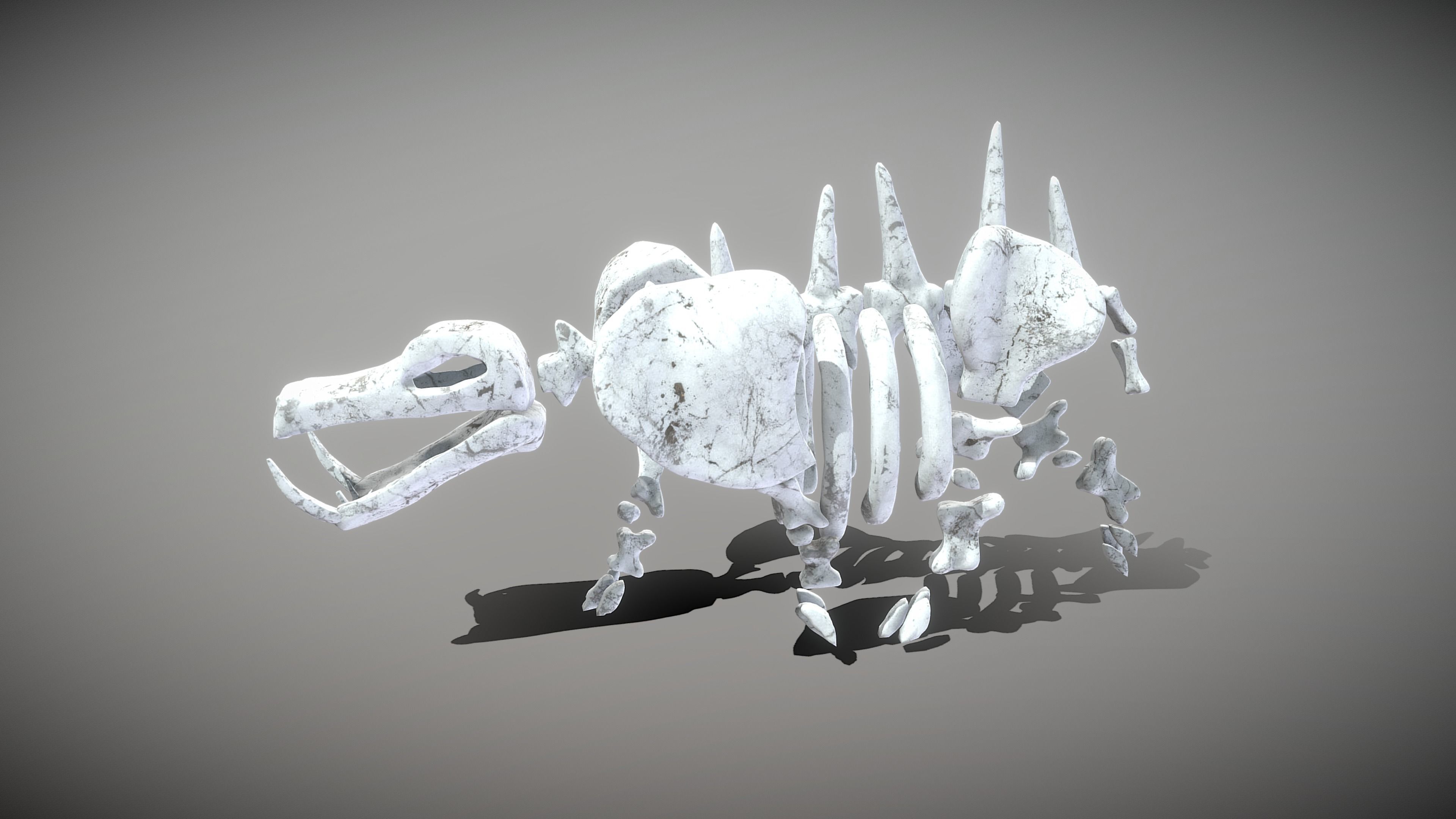 Hippo Skeleton Low-poly 3D model_8