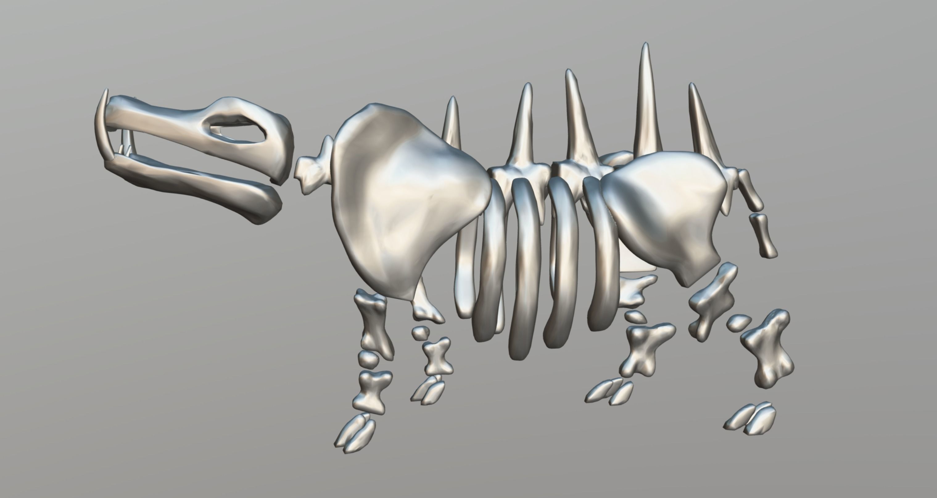 Hippo Skeleton Low-poly 3D model_13
