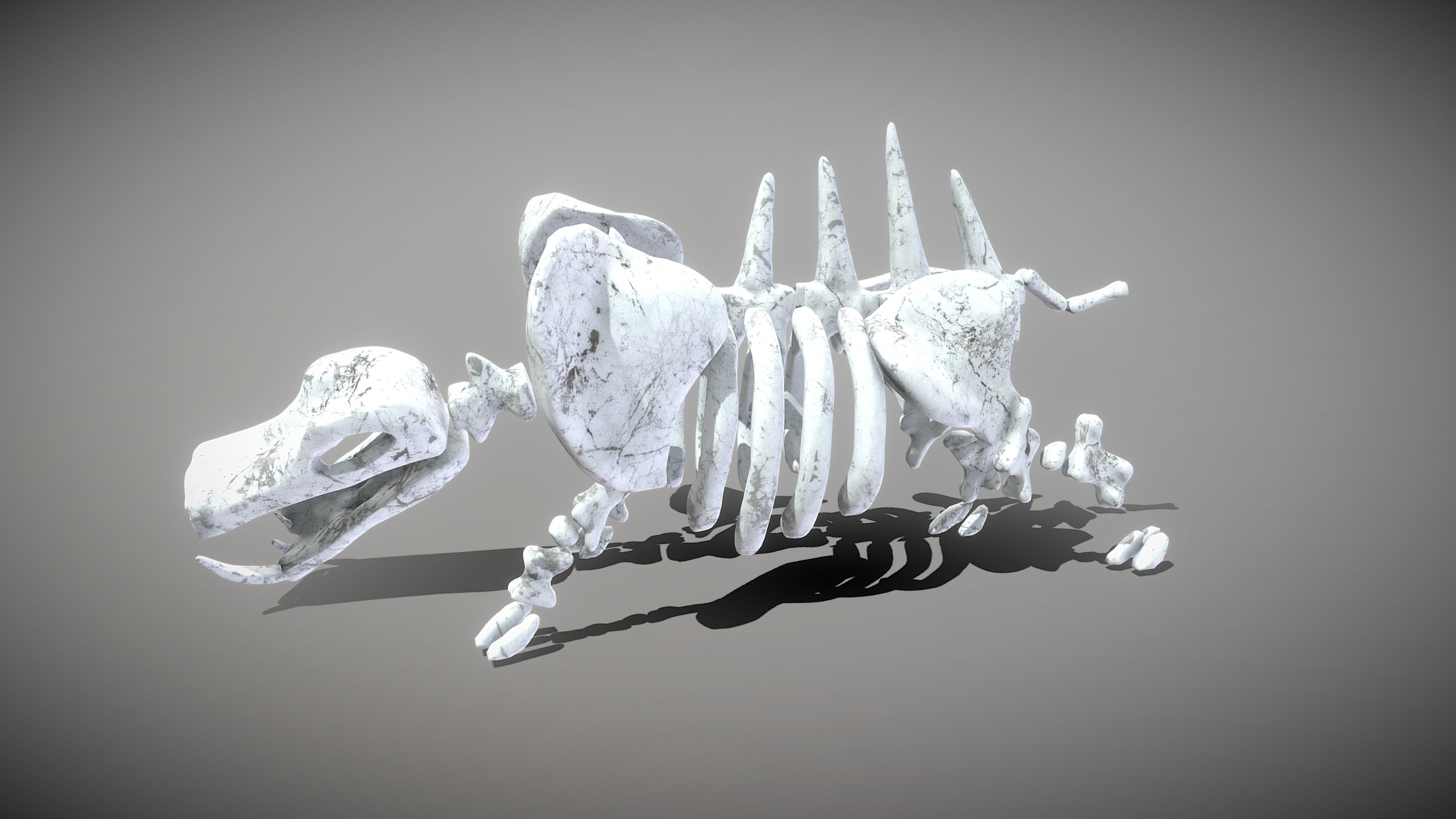Hippo Skeleton Low-poly 3D model_10