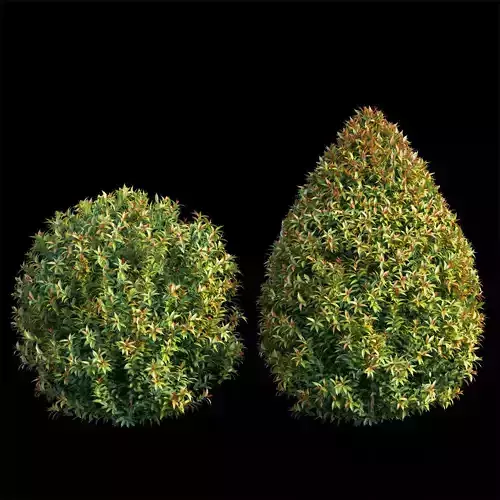 Syzygium campanulatum plant set 06 3D model
