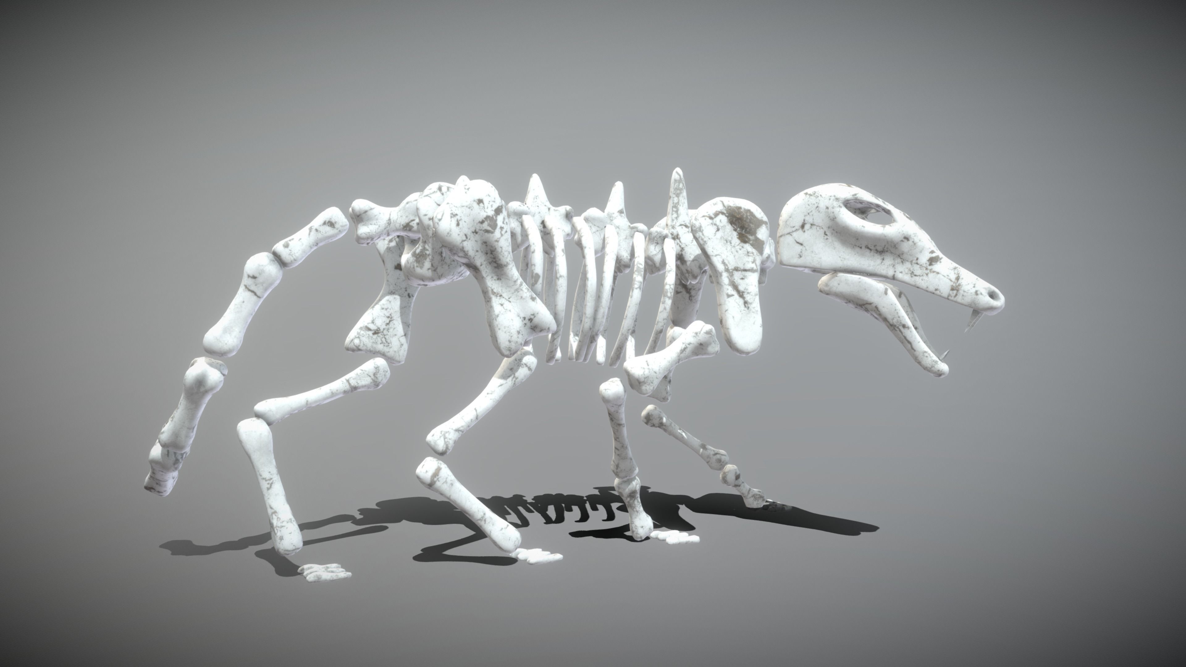 Wolf Skeleton Low-poly 3D model_2