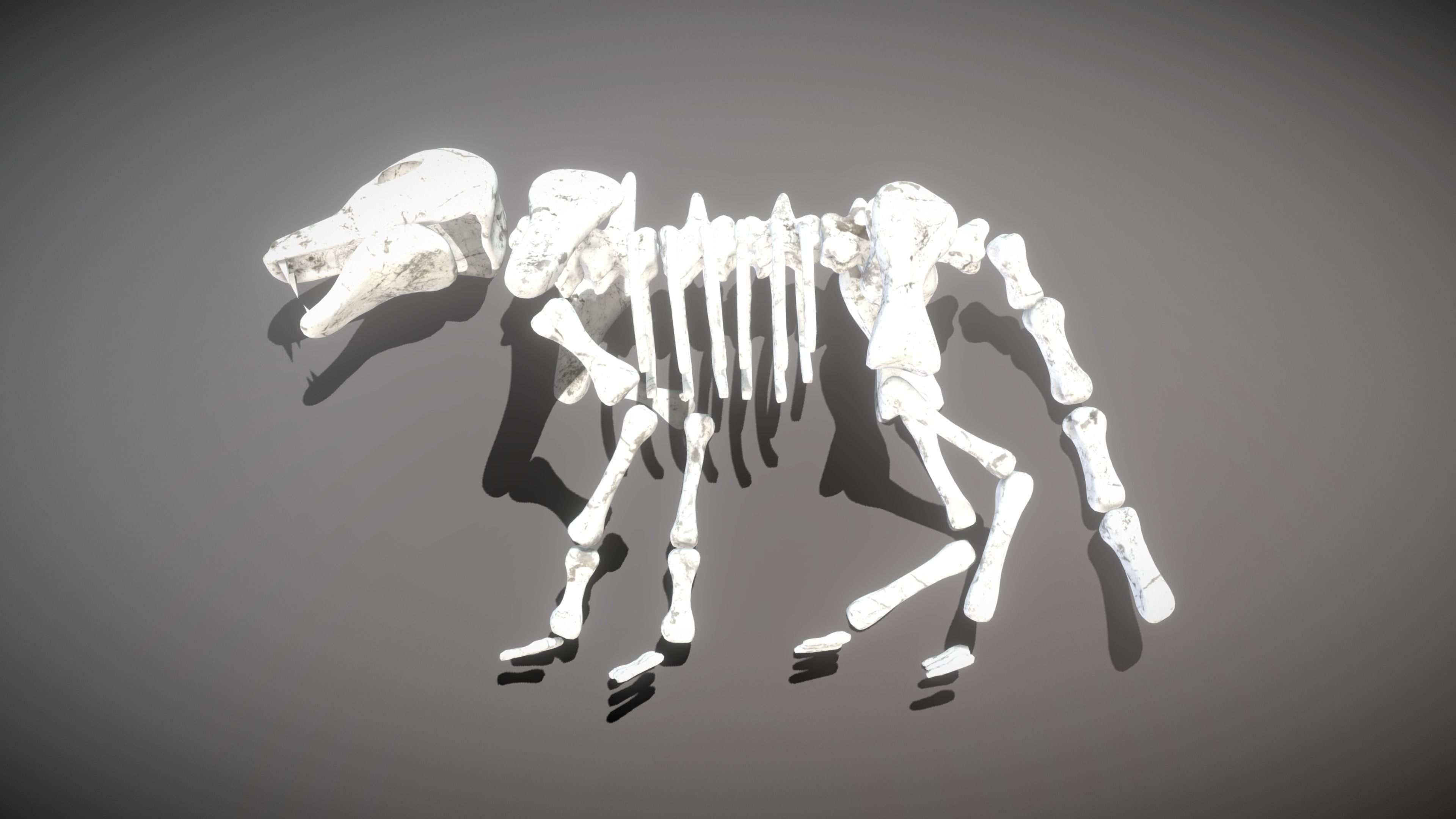 Wolf Skeleton Low-poly 3D model_10