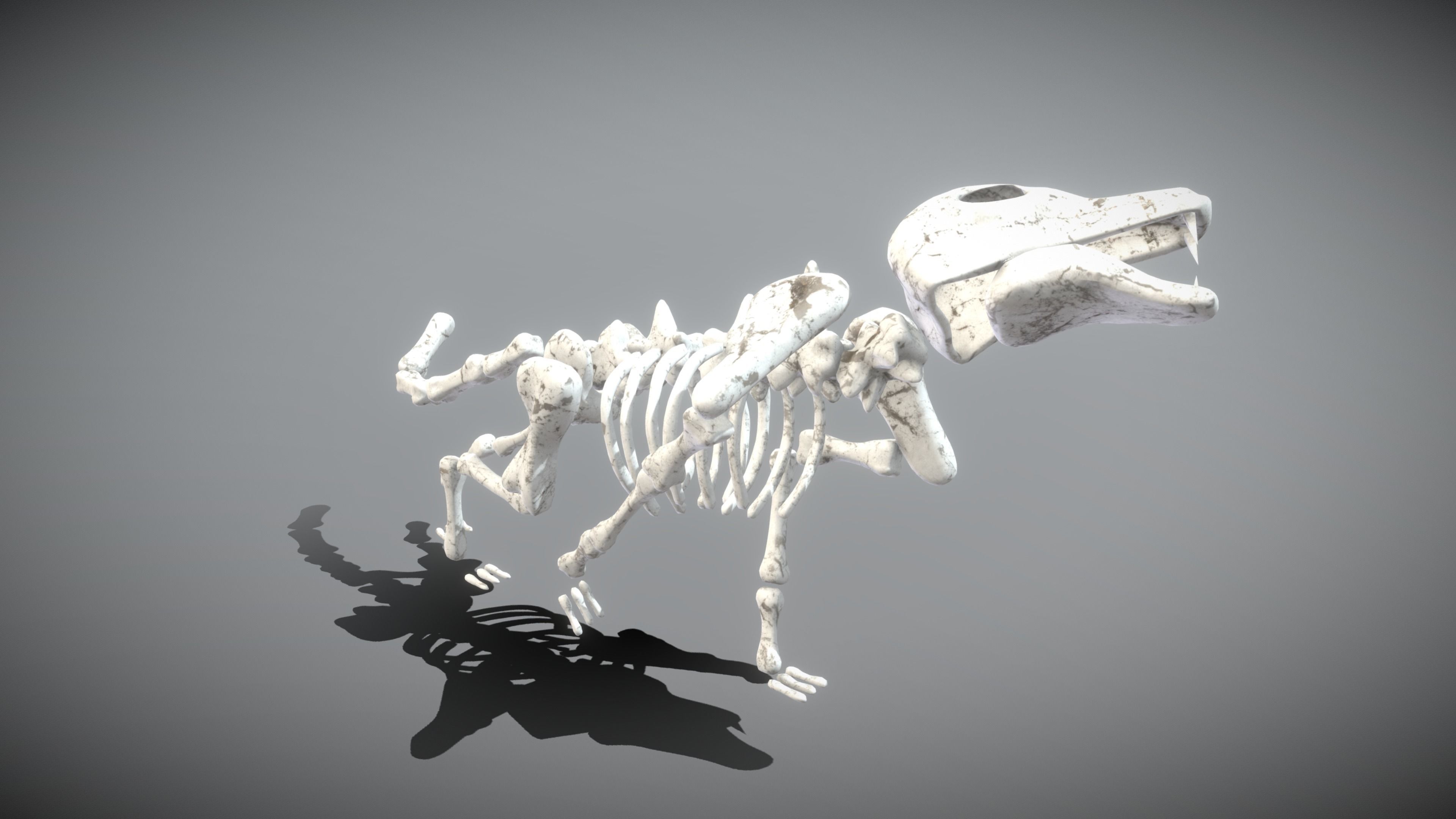 Wolf Skeleton Low-poly 3D model_5
