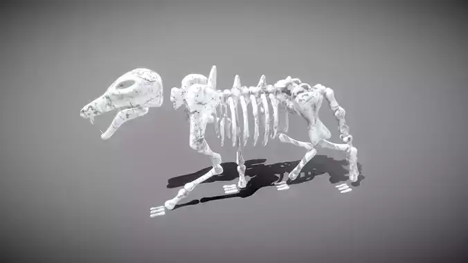 Wolf Skeleton Low-poly 3D model