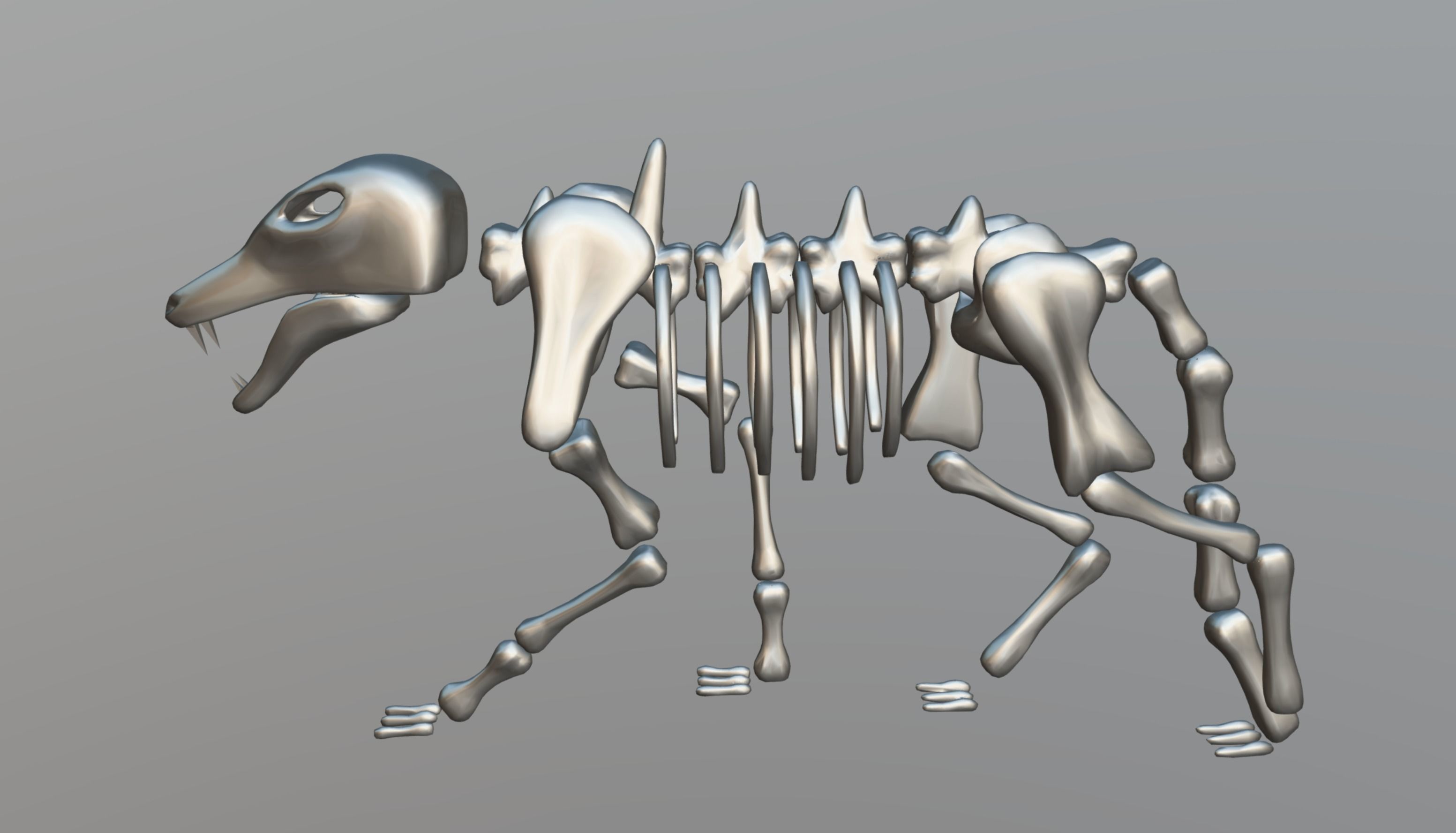Wolf Skeleton Low-poly 3D model_12