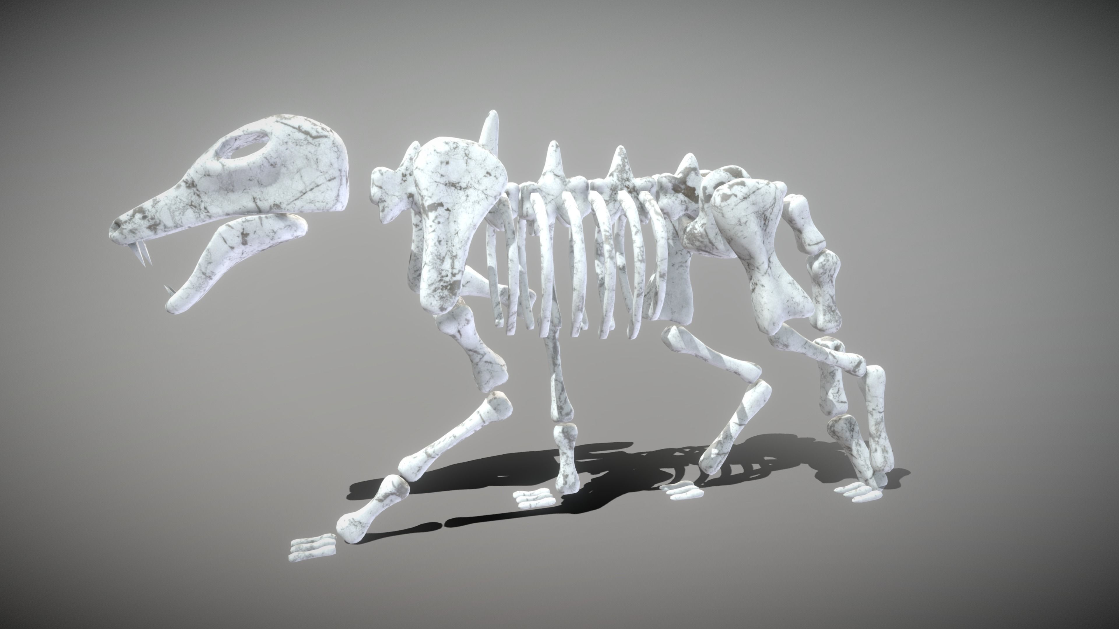 Wolf Skeleton Low-poly 3D model_11