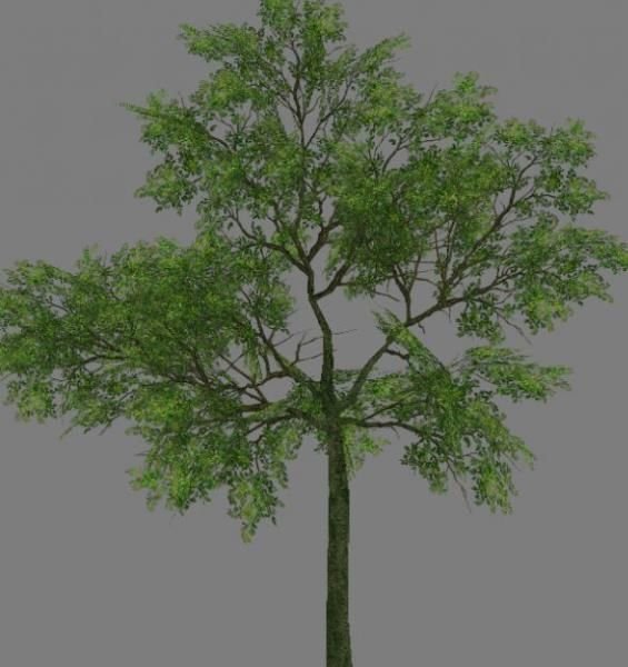 Low Poly Tree Set with vines hanging from it 3D model_1