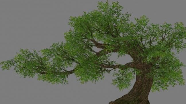 Low Poly Tree Set with vines hanging from it 3D model_10