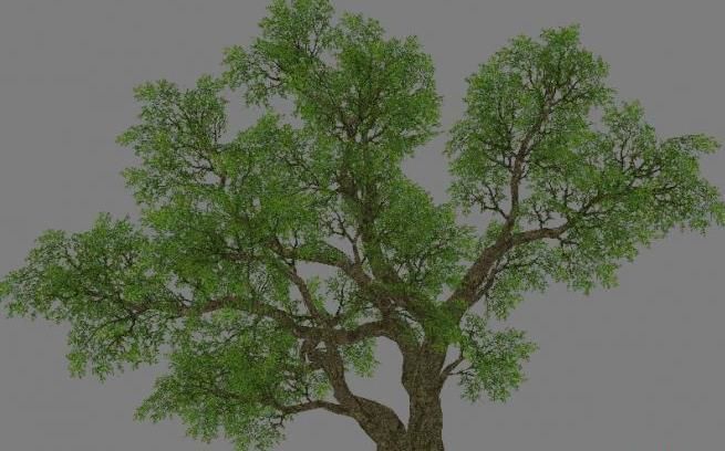 Low Poly Tree Set with vines hanging from it 3D model_7