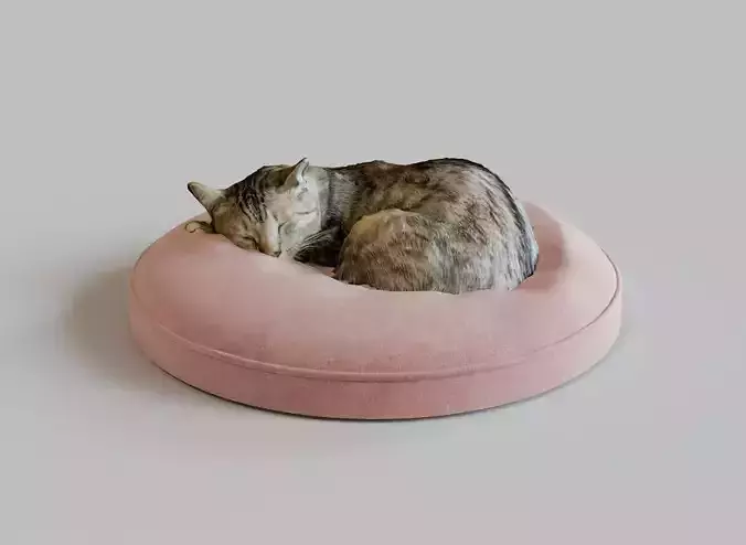 Cat sleeping on a pillow 3d Scan