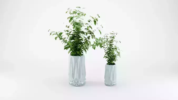 DECORATIVE PLANTS IN POTS