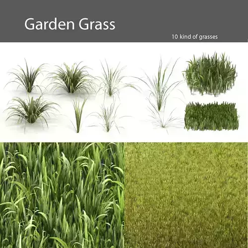 Grass garden - grasses