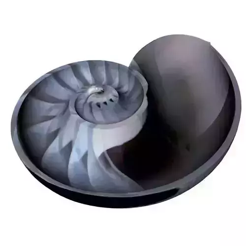 Spiral Nautilus Shell 3D model
