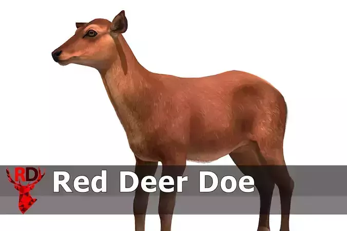 Red Deer Doe