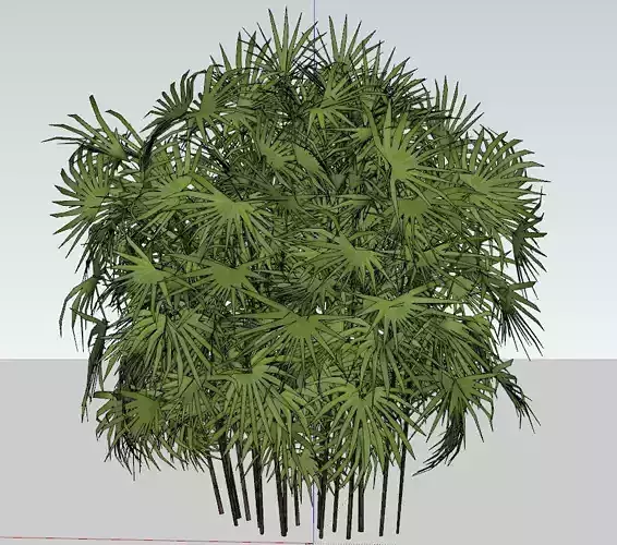 Palm tree