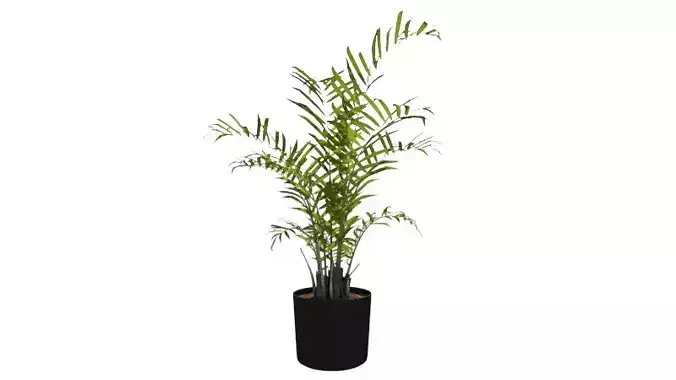 3d potted palm tree plant