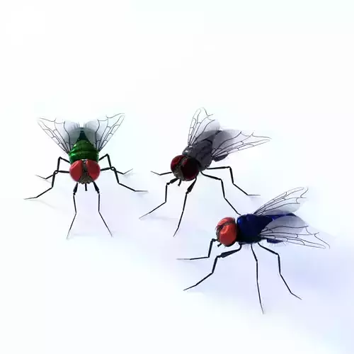 Flies for DAZ 3D model
