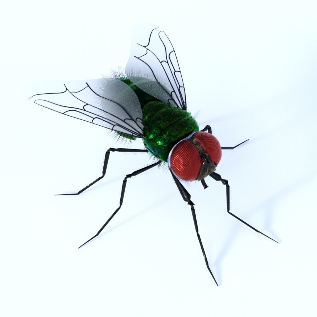 Flies pack for blender and DAZStudio 3D Model Collection_9