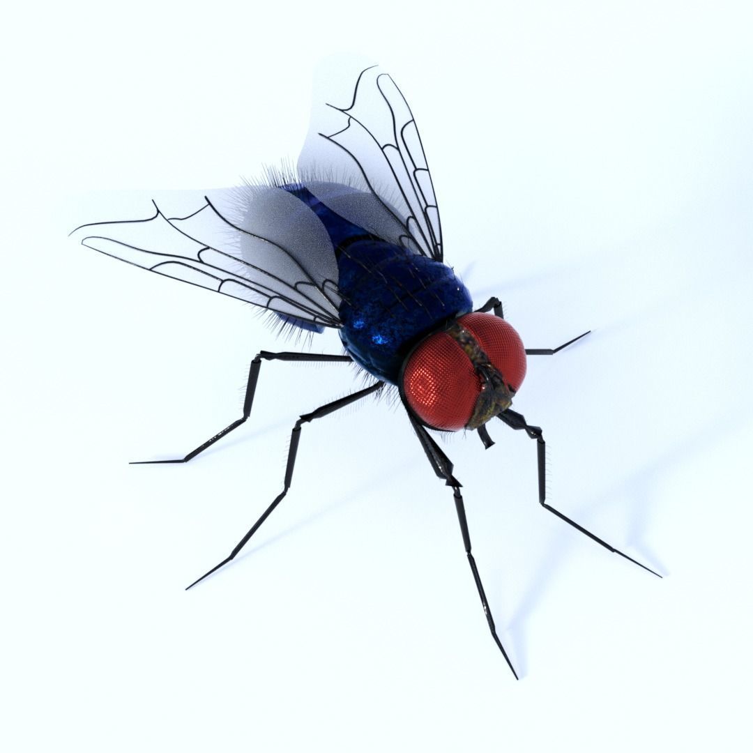 Flies pack for blender and DAZStudio 3D Model Collection_8