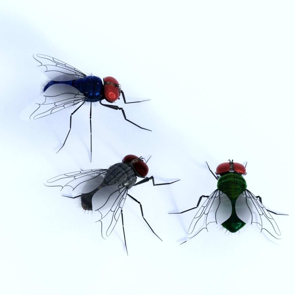 Flies pack for blender and DAZStudio 3D Model Collection_5