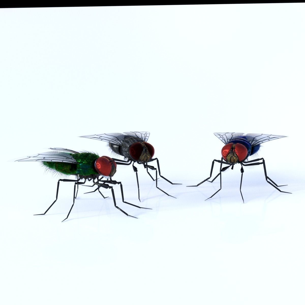 Flies pack for blender and DAZStudio 3D Model Collection_6