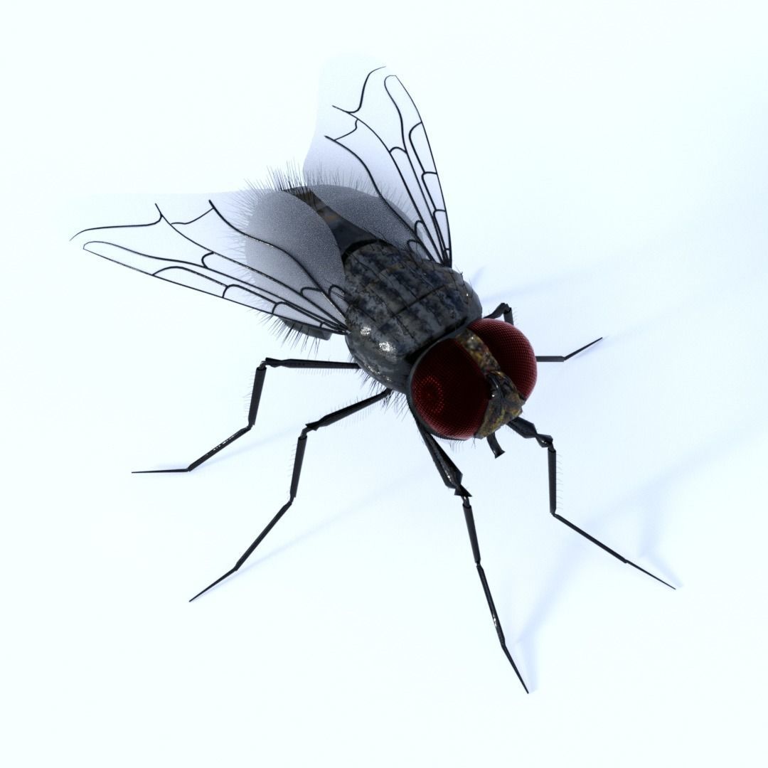 Flies pack for blender and DAZStudio 3D Model Collection_7