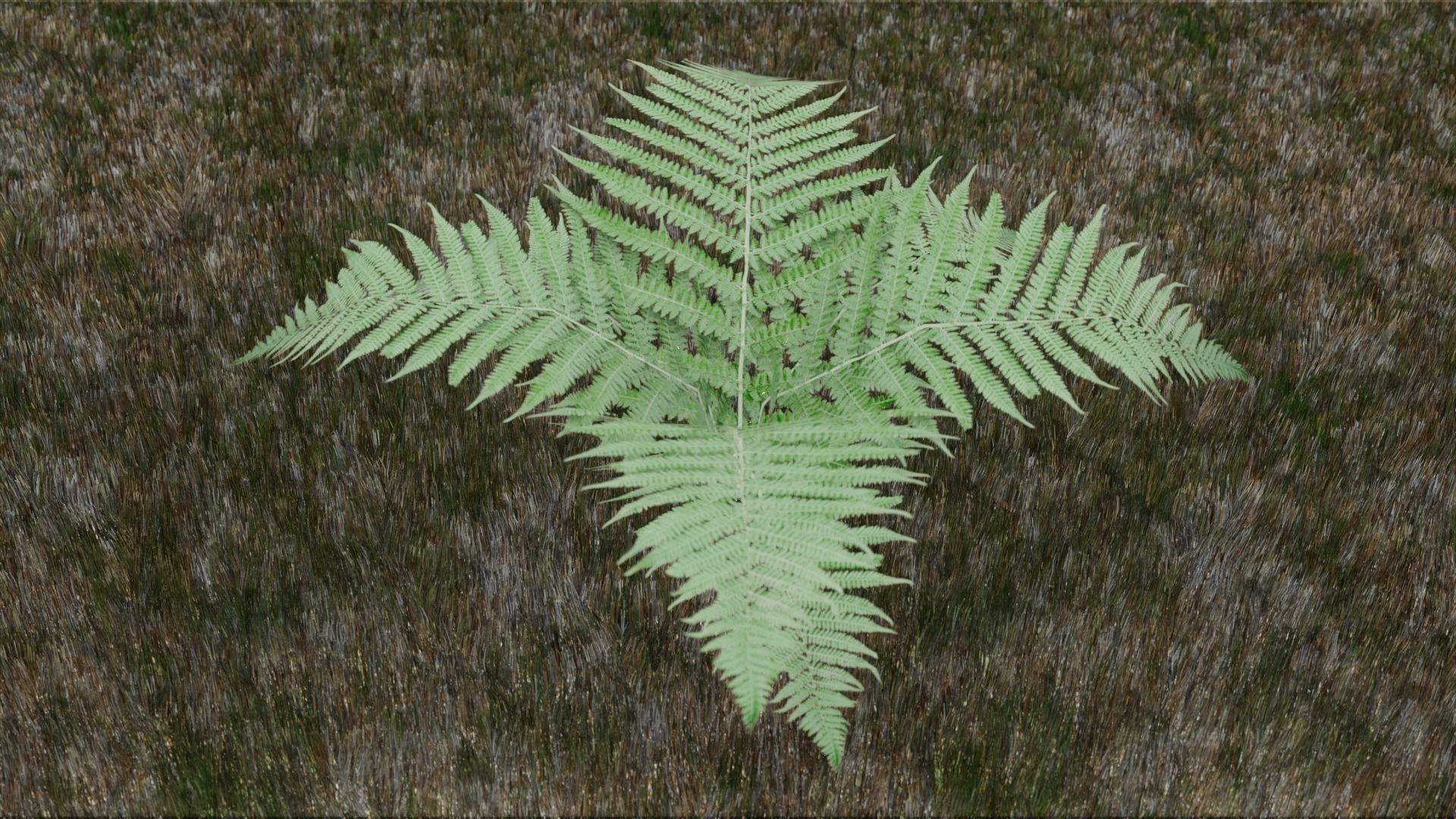 Small Fern Rigged Low-poly 3D model_6