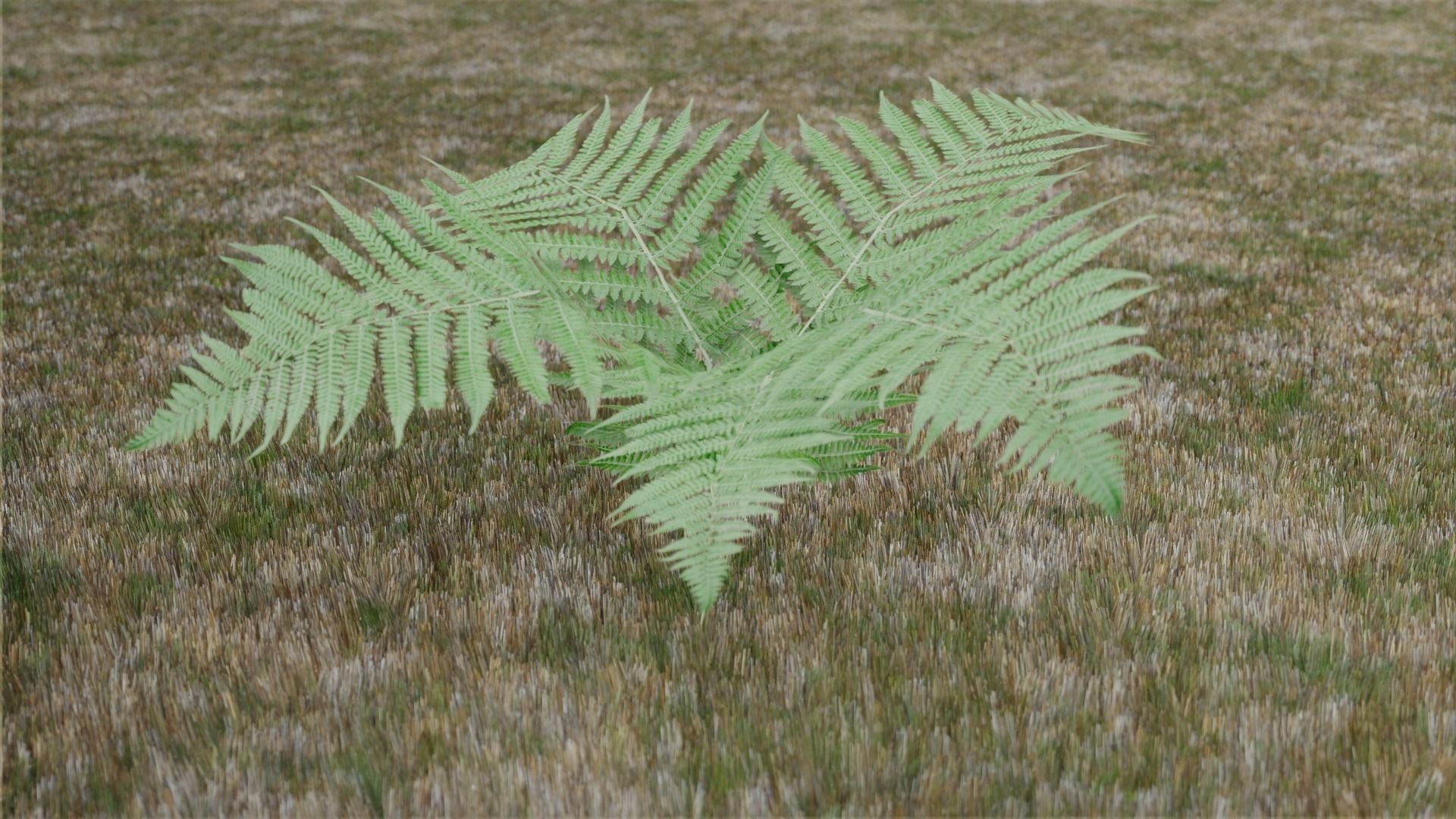 Small Fern Rigged Low-poly 3D model_3