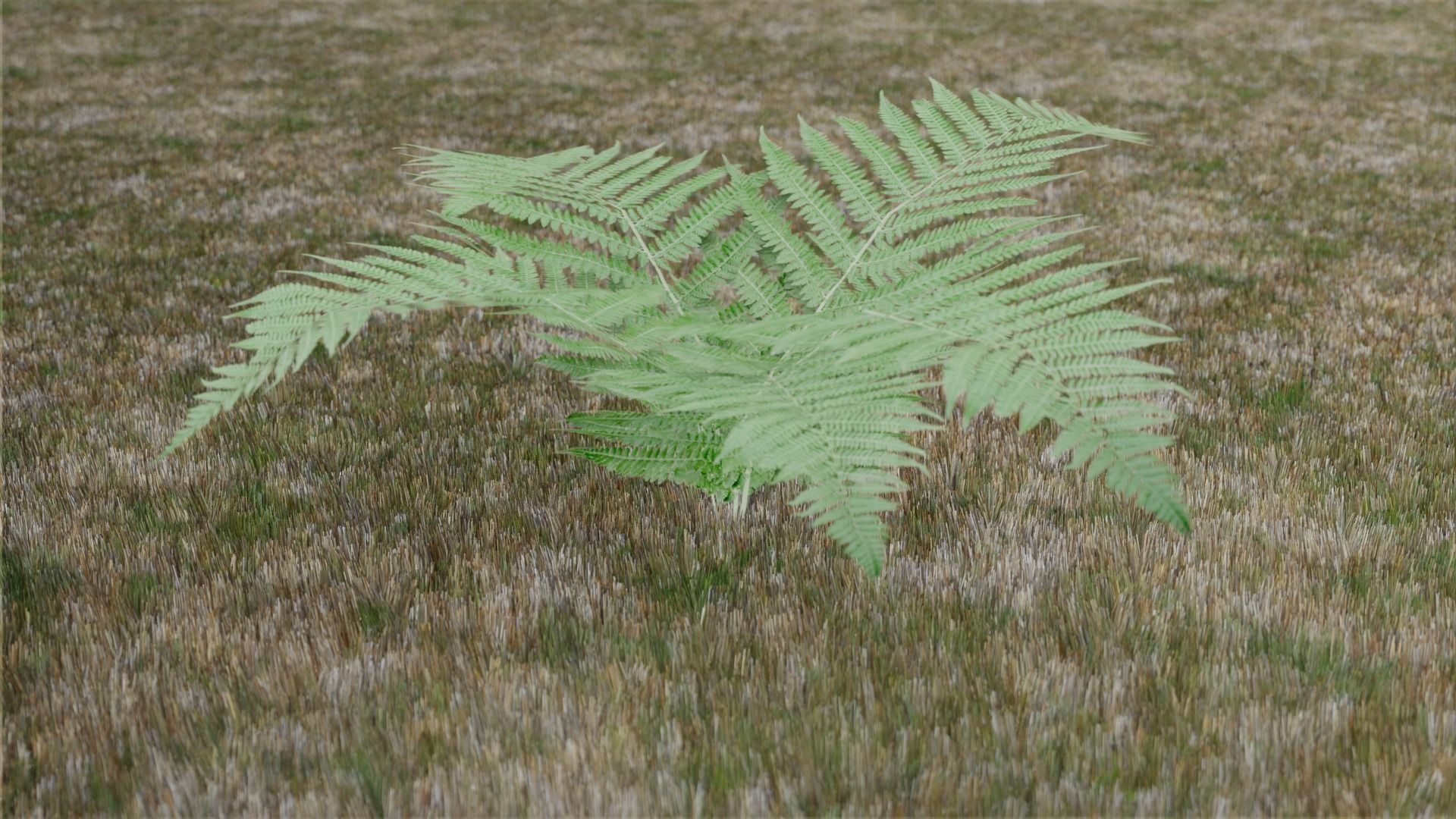 Small Fern Rigged Low-poly 3D model_2