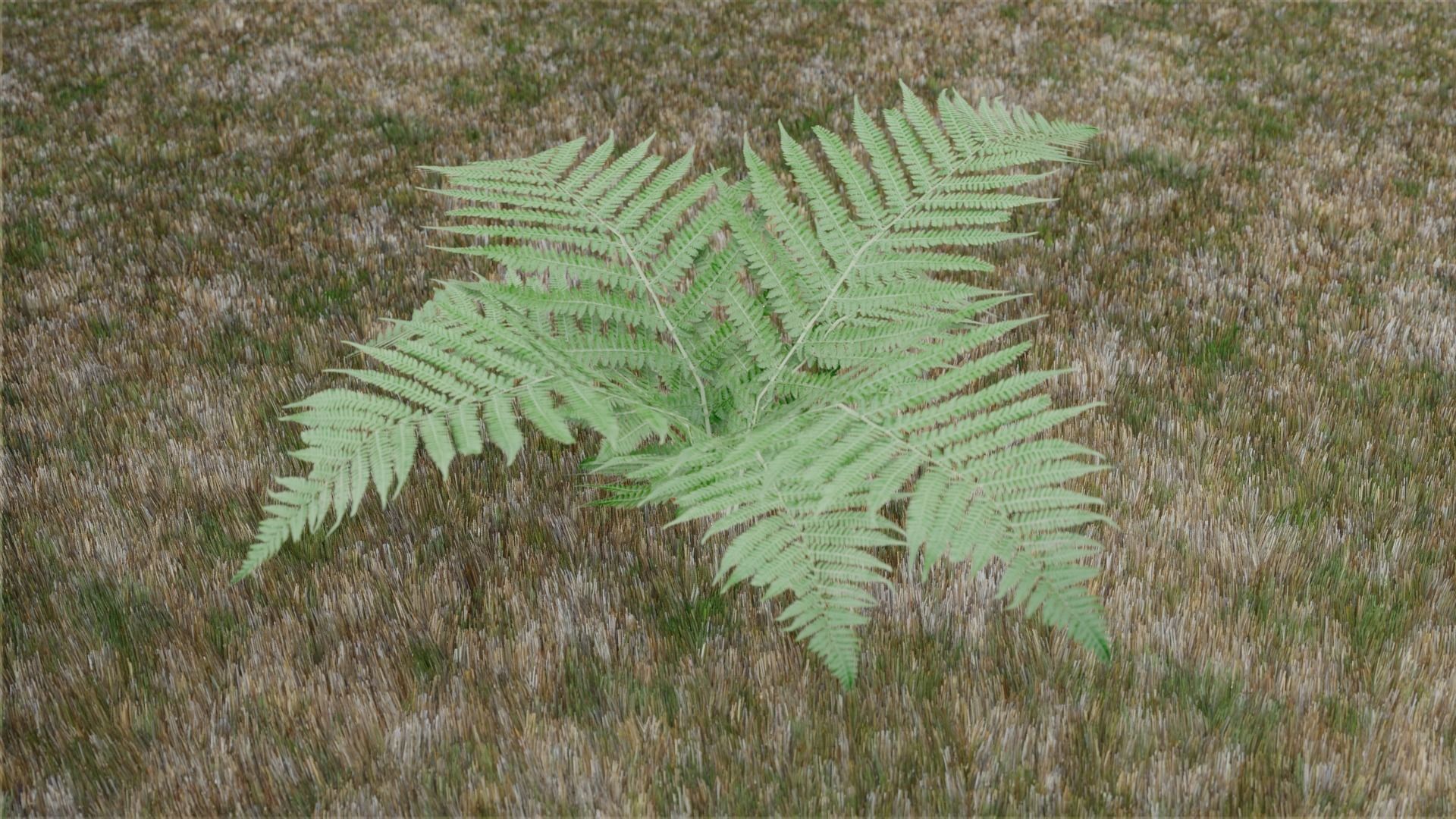 Small Fern Rigged Low-poly 3D model_1