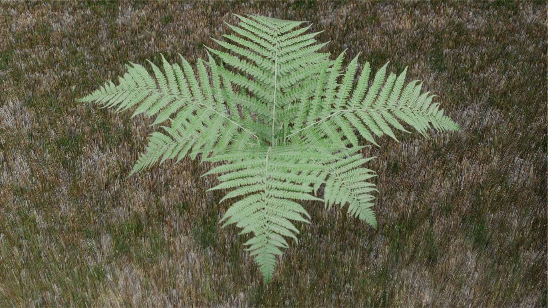 Small Fern Rigged Low-poly 3D model_5