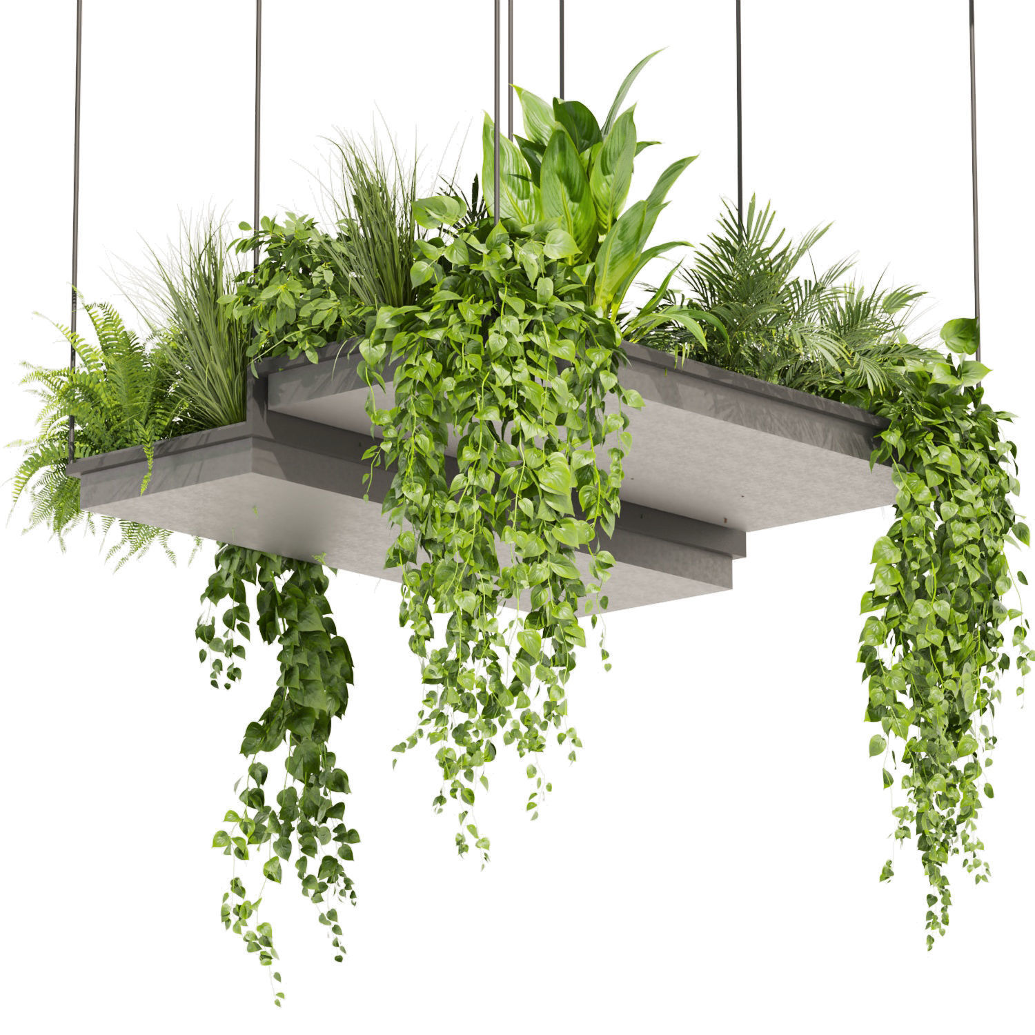 Collection plant vol 411 - pothos - hanging - ampelous - palm 3D model_4