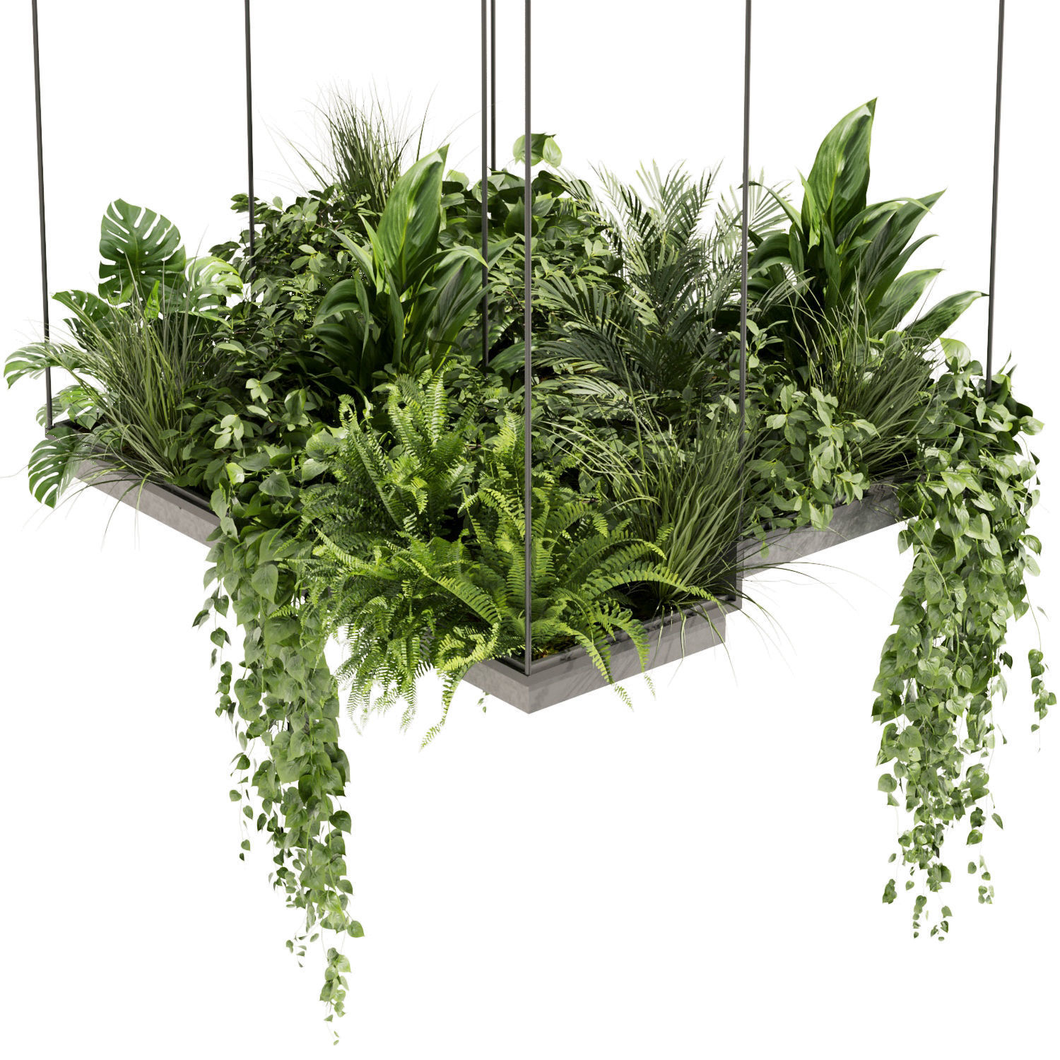 Collection plant vol 411 - pothos - hanging - ampelous - palm 3D model_2