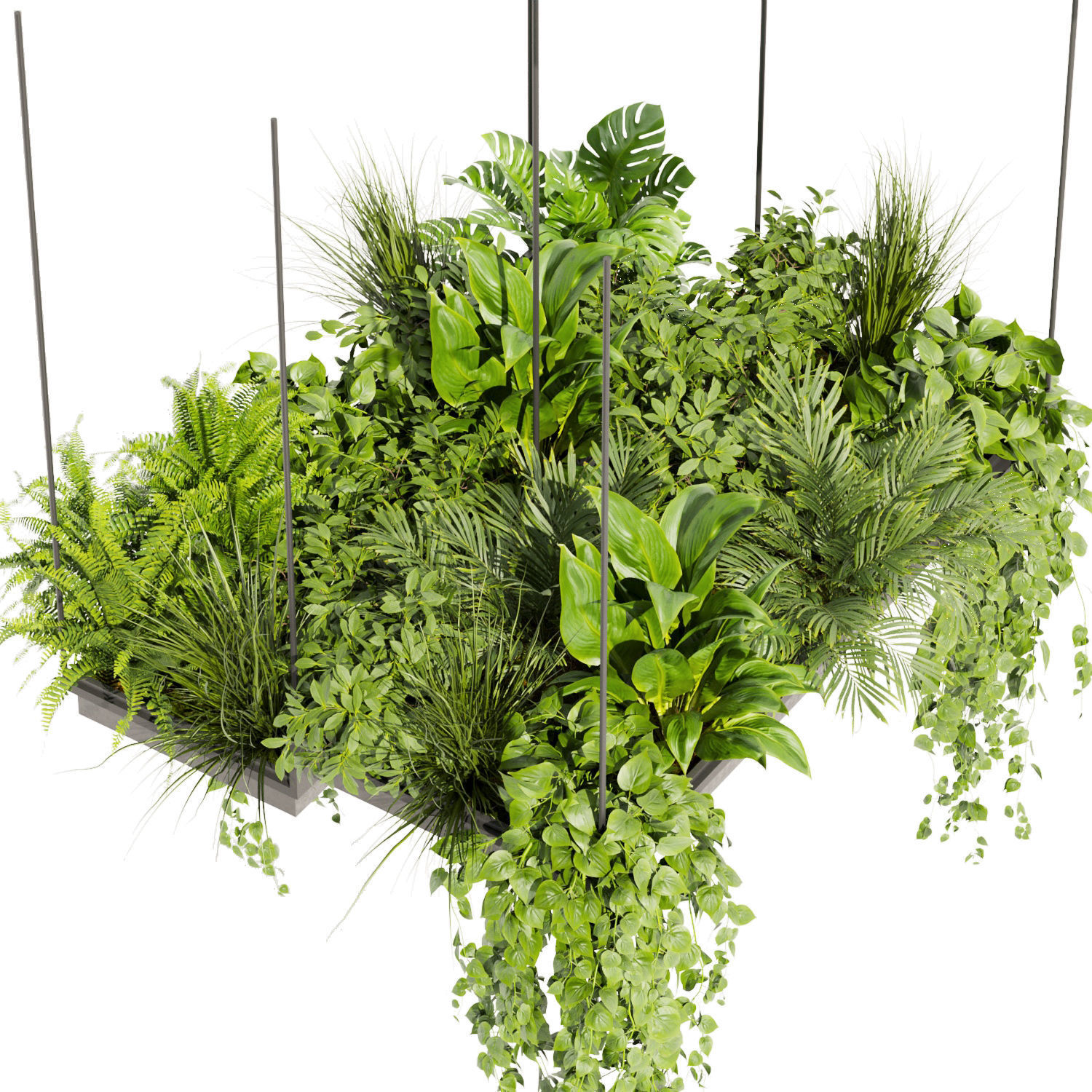 Collection plant vol 411 - pothos - hanging - ampelous - palm 3D model_3
