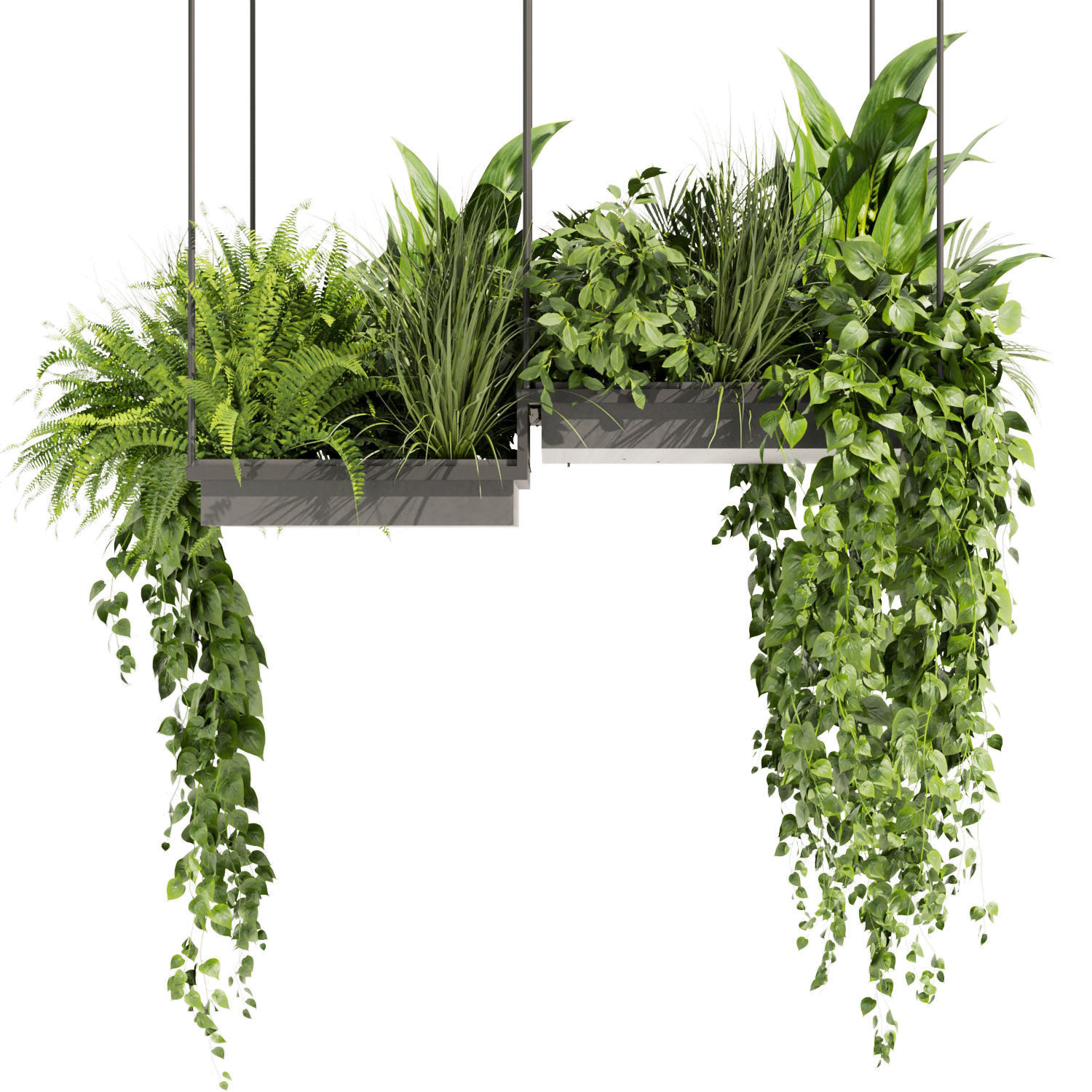 Collection plant vol 411 - pothos - hanging - ampelous - palm 3D model_1