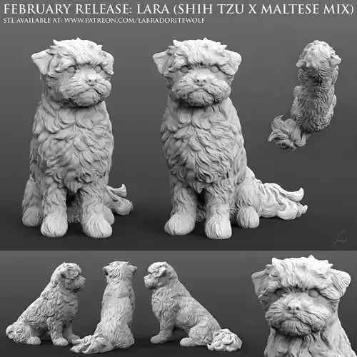 Lara Shih Tzu x Maltese Mix 3D print model