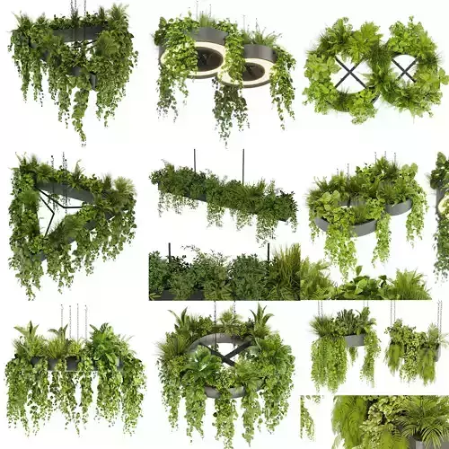 Collection plant vol 03 - pothos - hanging - ampelous 