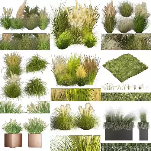 Collection plant vol 01 - grass - Switchgrass - Northwind  