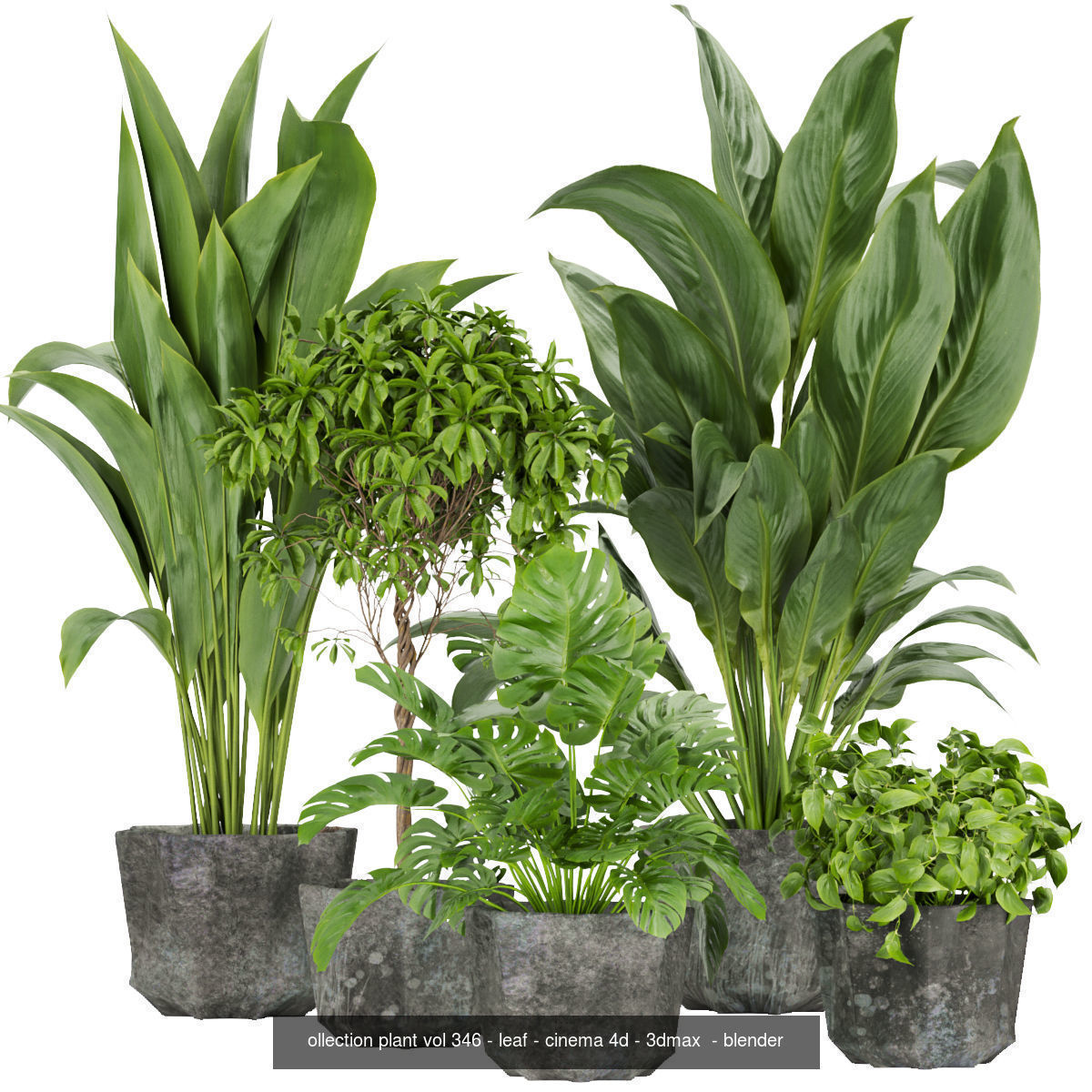 Collection plant indoor vol 2 _2