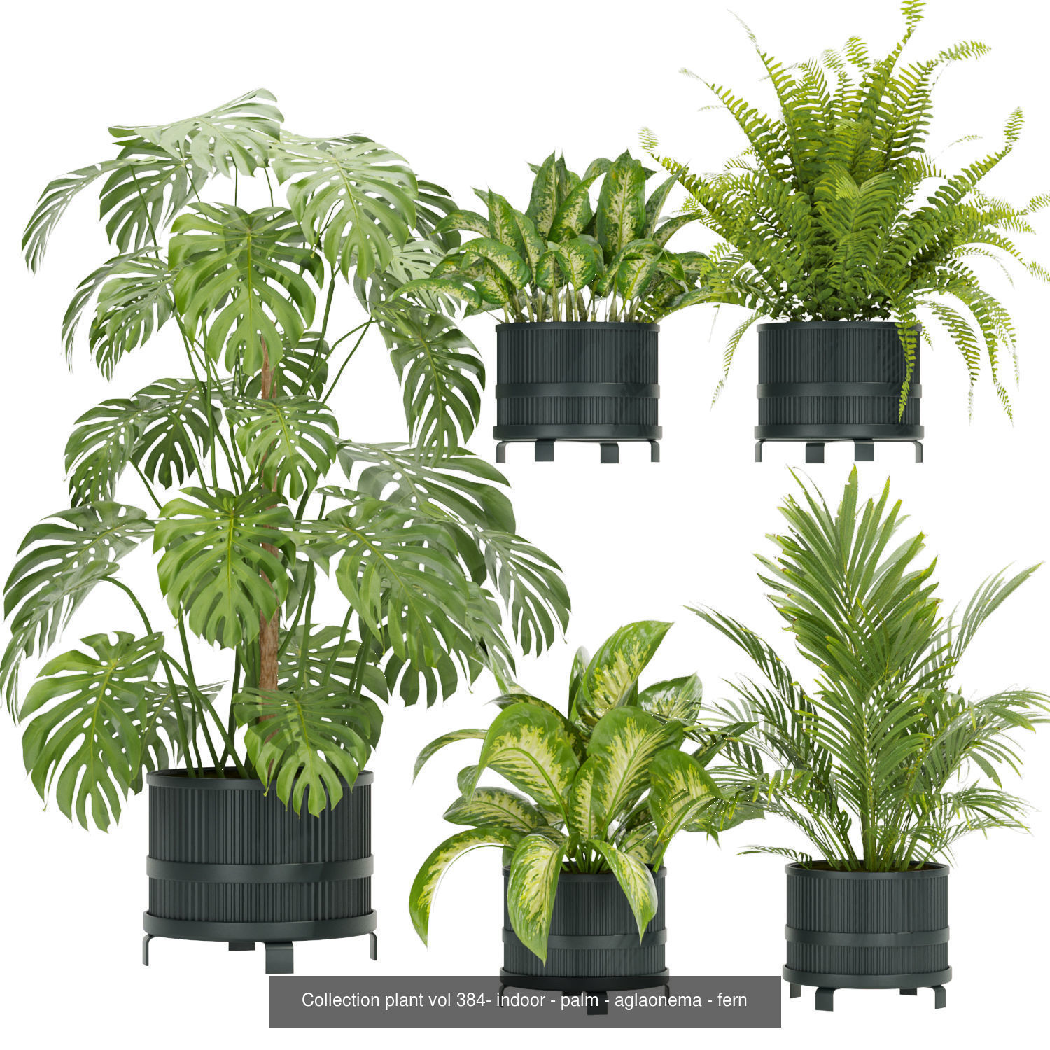 Collection plant indoor vol 2 _4