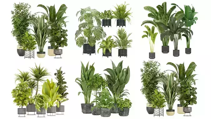 Collection plant indoor vol 2 Collection plant indoor vol 2