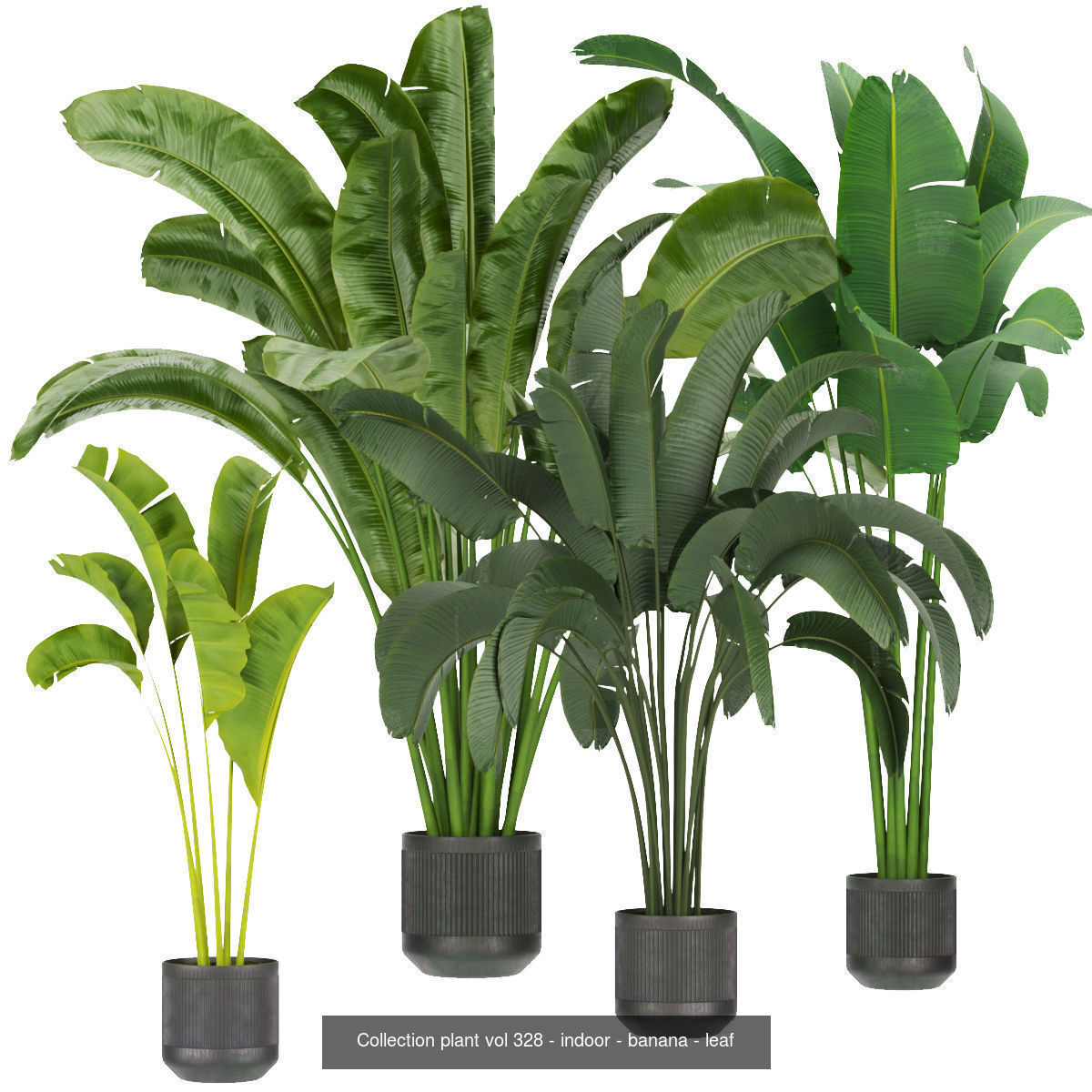 Collection plant indoor vol 2 _1