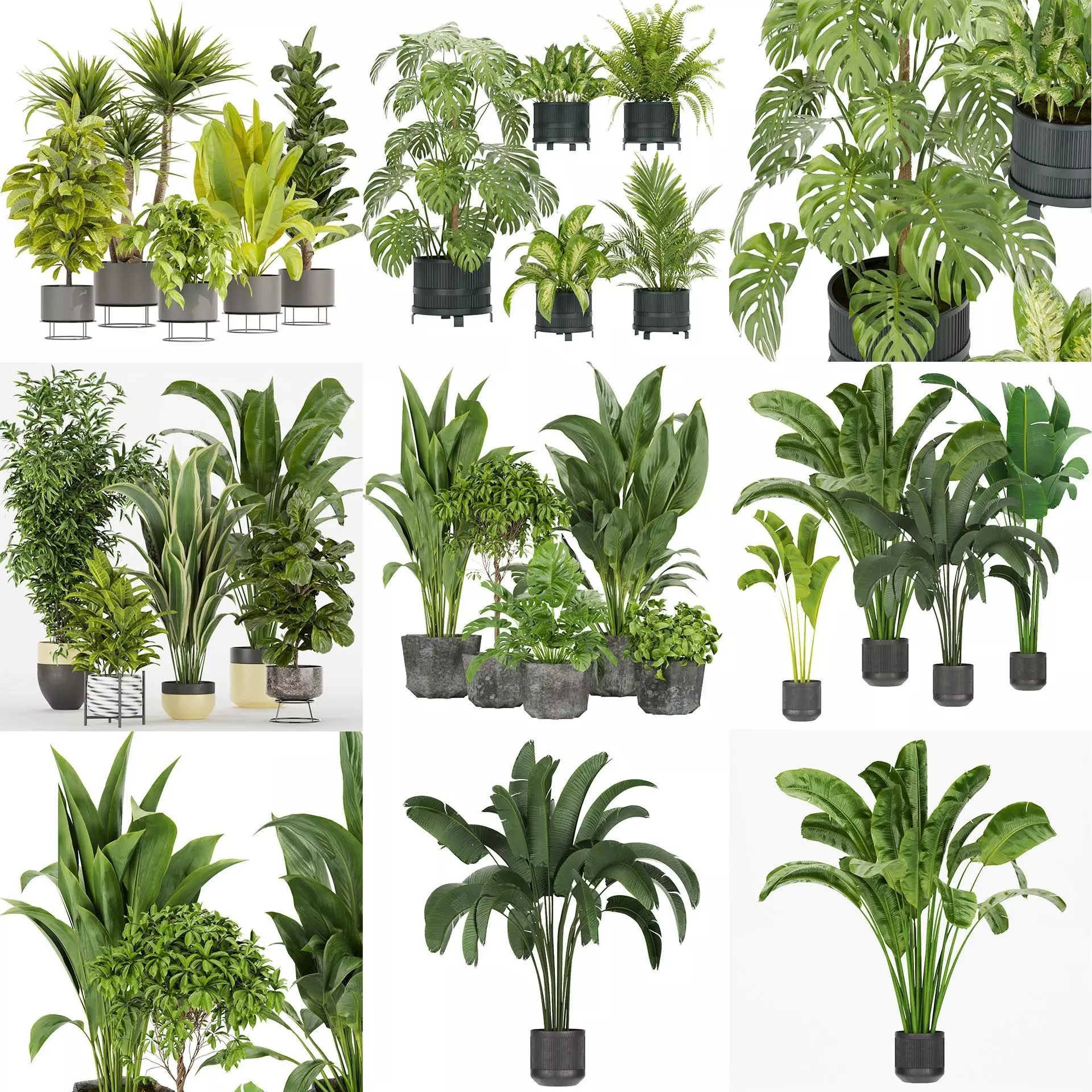 Collection plant indoor vol 2 _0