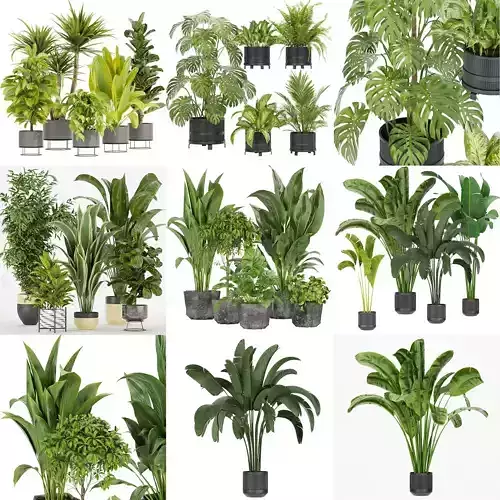 Collection plant indoor vol 2 