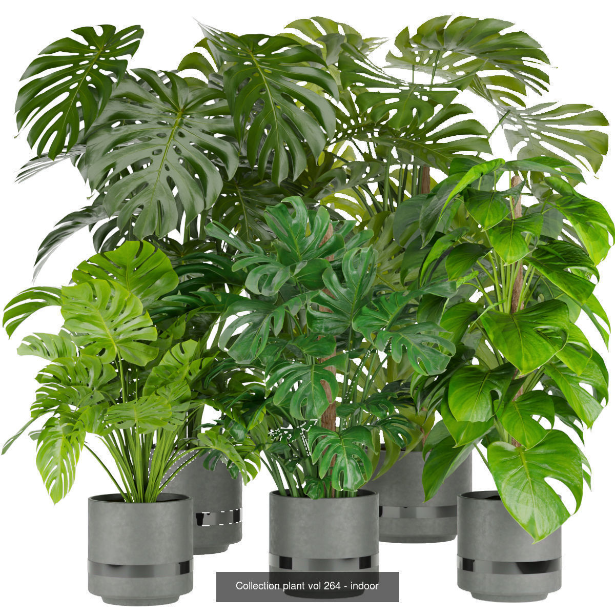 Collection plant indoor vol 3 _4