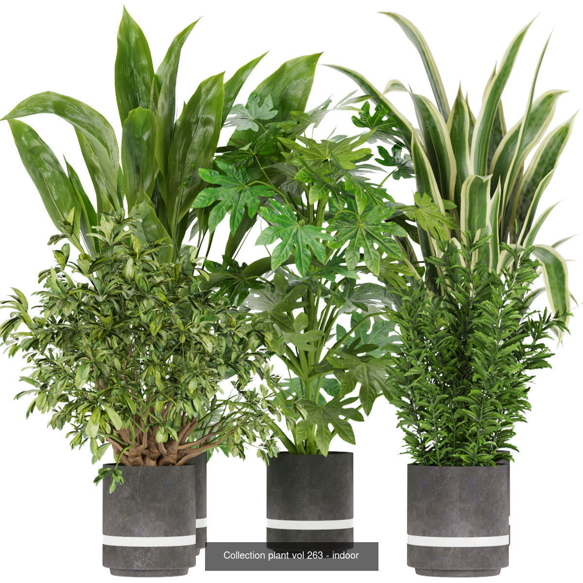 Collection plant indoor vol 3 _3