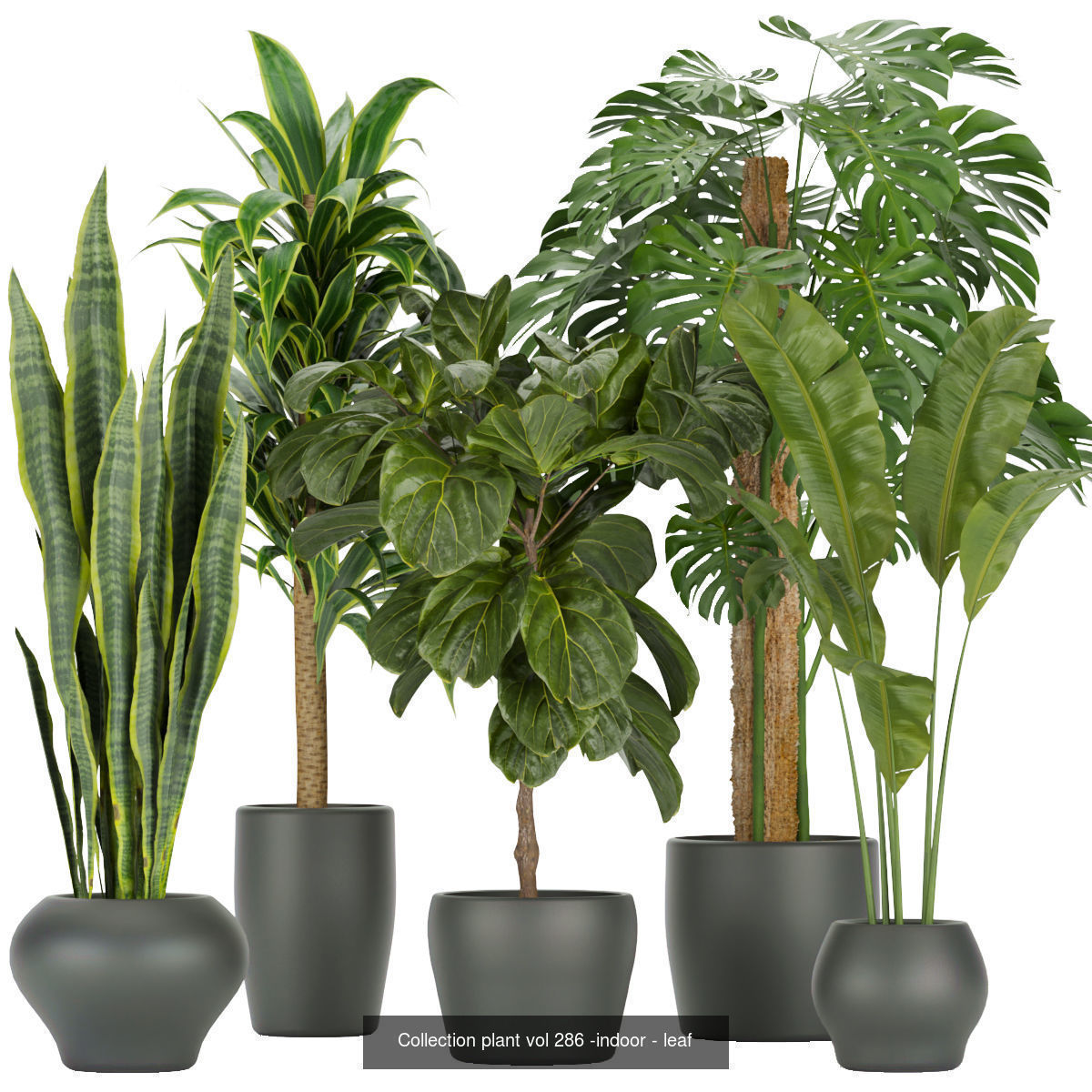 Collection plant indoor vol 3 _5